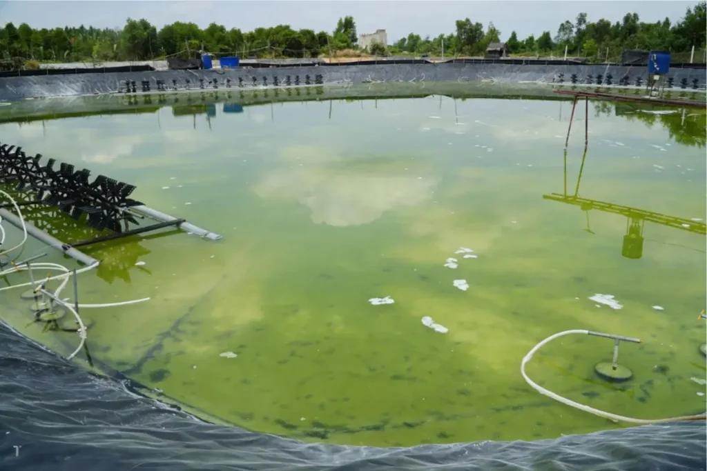 Dấu Hiệu Nhận Biết & Tác Hại Của Rong Nhớt