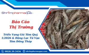 Báo Cáo Thị Trường: Triển Vọng Giá Tôm Quý 1/2026