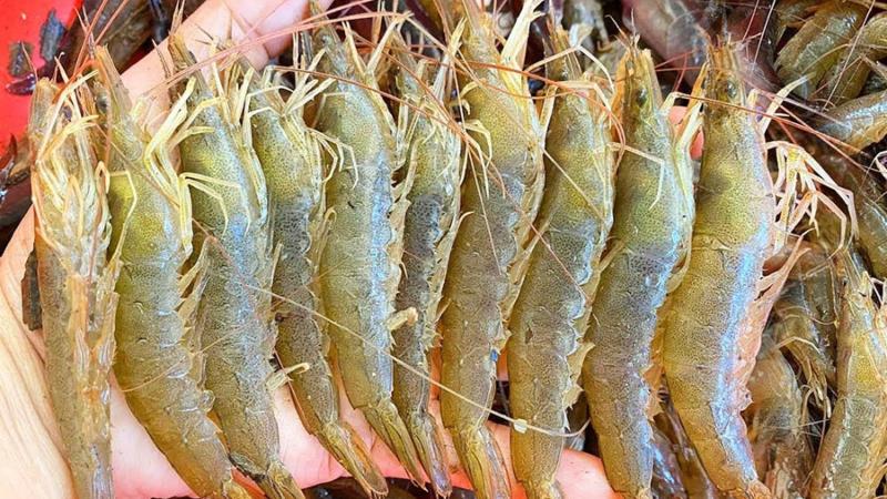 Giá tôm mới nhất