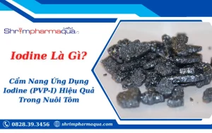 Iodine Là Gì? Cẩm Nang Ứng Dụng Iodine (PVP-I) Hiệu Quả Trong Nuôi Tôm
