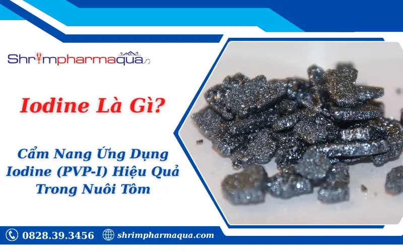Iodine Là Gì? Cẩm Nang Ứng Dụng Iodine (PVP-I) Hiệu Quả Trong Nuôi Tôm