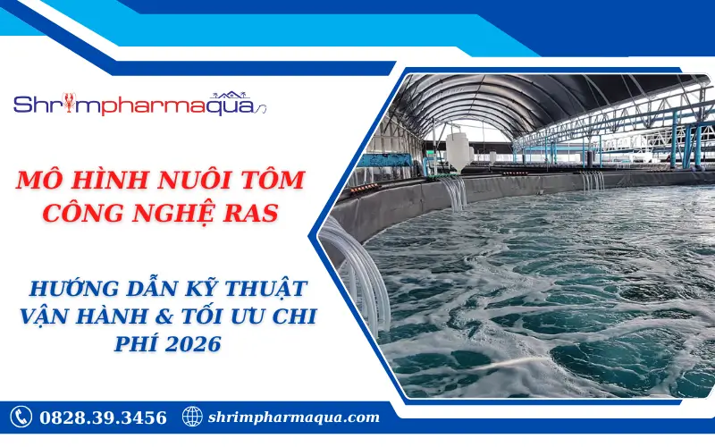 MÔ HÌNH NUÔI TÔM CÔNG NGHỆ RAS