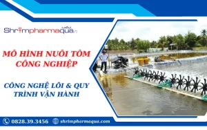 MÔ HÌNH NUÔI TÔM CÔNG NGHIỆP: CÔNG NGHỆ LÕI & QUY TRÌNH VẬN HÀNH