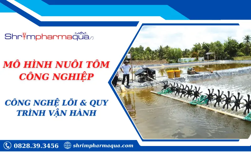 MÔ HÌNH NUÔI TÔM CÔNG NGHIỆP: CÔNG NGHỆ LÕI & QUY TRÌNH VẬN HÀNH