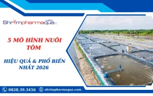 5 MÔ HÌNH NUÔI TÔM HIỆU QUẢ & PHỔ BIẾN NHẤT 2026