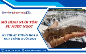 MÔ HÌNH NUÔI TÔM SÚ NƯỚC NGỌT: KỸ THUẬT THUẦN HÓA & QUY TRÌNH NUÔI 2026