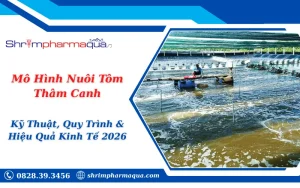 Mô Hình Nuôi Tôm Thâm Canh: Kỹ Thuật, Quy Trình & Hiệu Quả Kinh Tế 2026