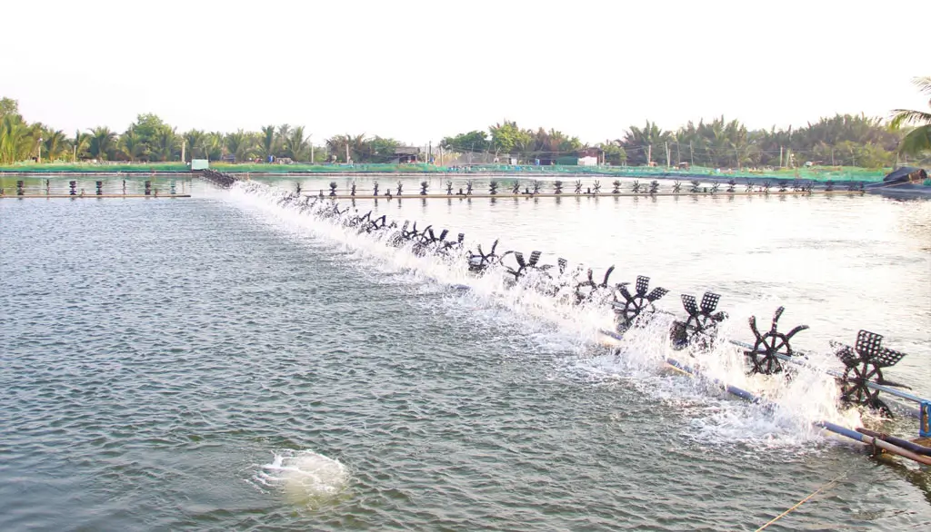 Mô hình nuôi tôm thâm canh là gì