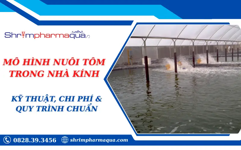 MÔ HÌNH NUÔI TÔM TRONG NHÀ KÍNH: KỸ THUẬT, CHI PHÍ & QUY TRÌNH CHUẨN