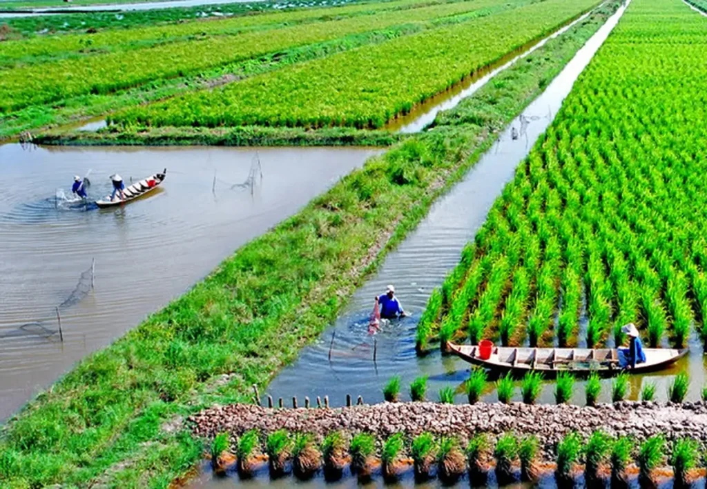Mô Hình Sinh Thái (Tôm - Lúa, Tôm - Rừng)