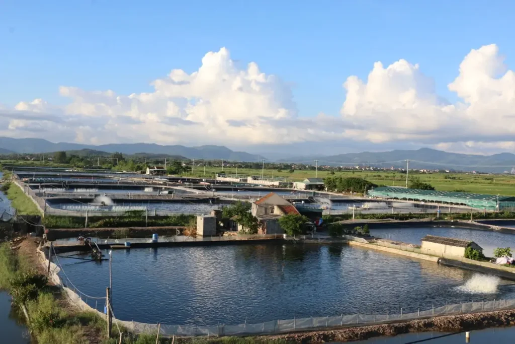 Mô Hình Thâm Canh & Bán Thâm Canh