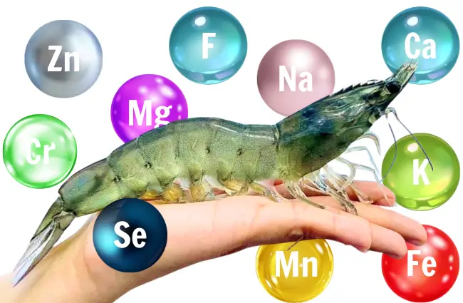 Nhu Cầu Dinh Dưỡng Thiết Yếu Của Tôm