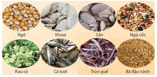 Phân Loại Thức Ăn Theo Giai Đoạn Phát Triển