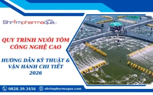 QUY TRÌNH NUÔI TÔM CÔNG NGHỆ CAO: HƯỚNG DẪN KỸ THUẬT & VẬN HÀNH CHI TIẾT 2026