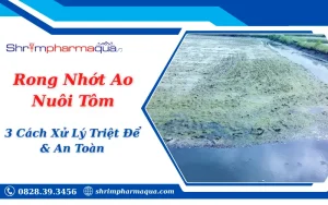 Rong Nhớt Ao Nuôi Tôm: 3 Cách Xử Lý Triệt Để & An Toàn