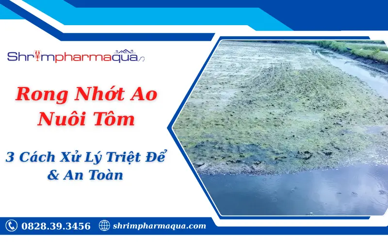 Rong Nhớt Ao Nuôi Tôm: 3 Cách Xử Lý Triệt Để & An Toàn