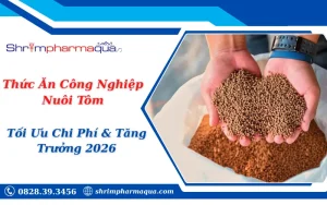 Thức Ăn Công Nghiệp Nuôi Tôm: Tối Ưu Chi Phí & Tăng Trưởng 2026