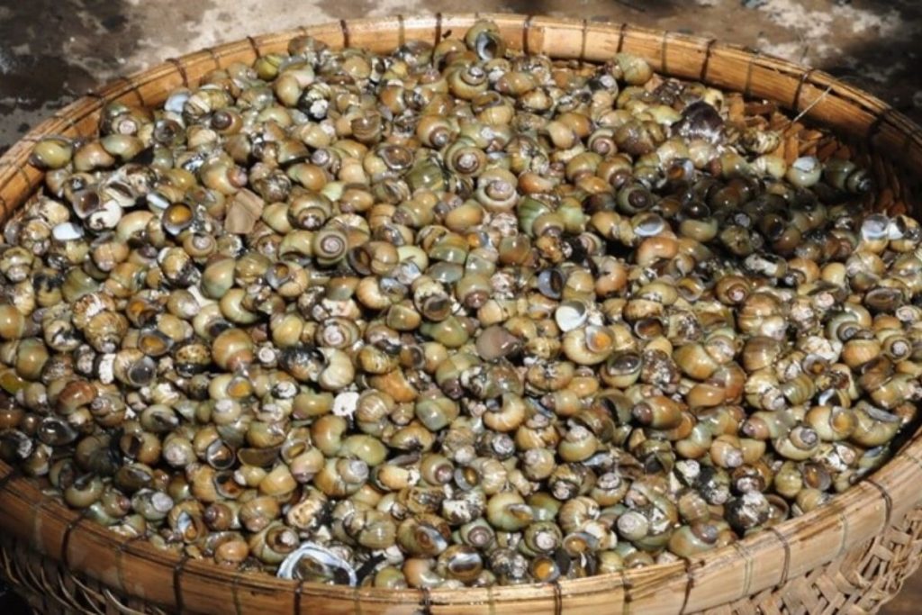 Giá Trị Dinh Dưỡng Của Ốc Gạo Đối Với Tôm