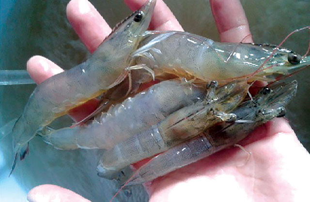 Kiểm tra vỏ tôm cứng và sức khỏe tôm trước khi quyết định tạt thuốc