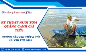KỸ THUẬT NUÔI TÔM QUẢNG CANH CẢI TIẾN: HƯỚNG DẪN CHI TIẾT & TỐI ƯU CHI PHÍ 2026