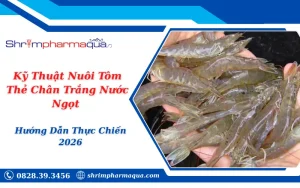 Kỹ Thuật Nuôi Tôm Thẻ Chân Trắng Nước Ngọt - Hướng Dẫn Thực Chiến 2026