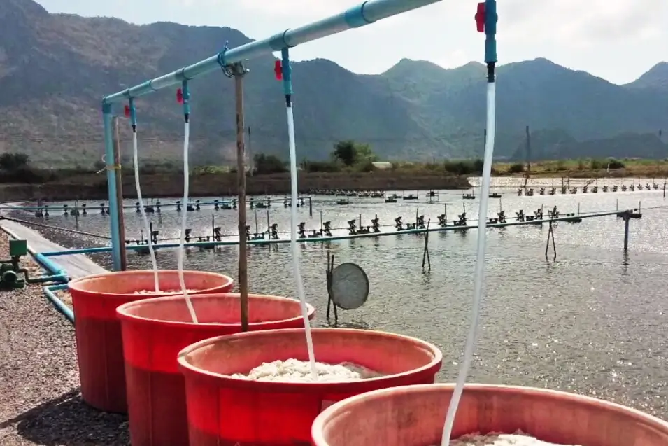 Tại Sao Phải Là Copefloc