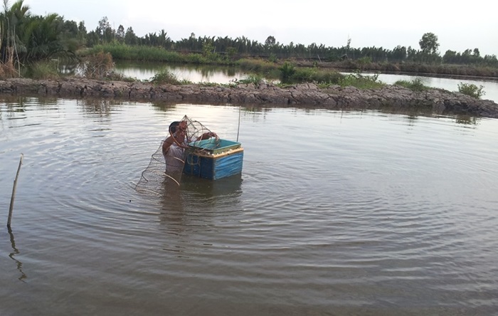 Nuôi tôm quảng canh