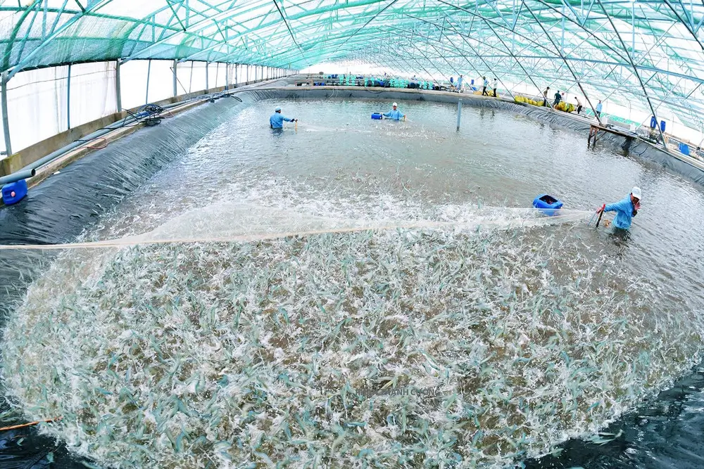 MÔ HÌNH NUÔI TÔM TRONG NHÀ KÍNH