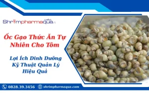 Ốc Gạo Thức Ăn Tự Nhiên Cho Tôm