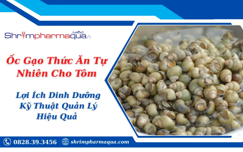Ốc Gạo Thức Ăn Tự Nhiên Cho Tôm