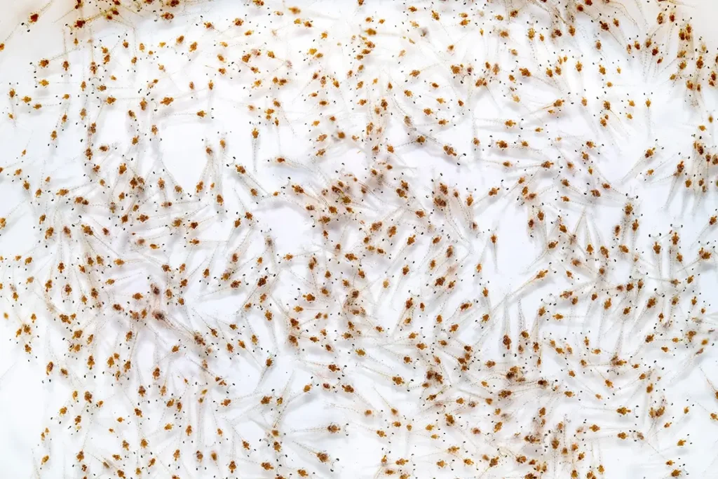 Quy Trình "Thuần Hóa" Tôm Giống