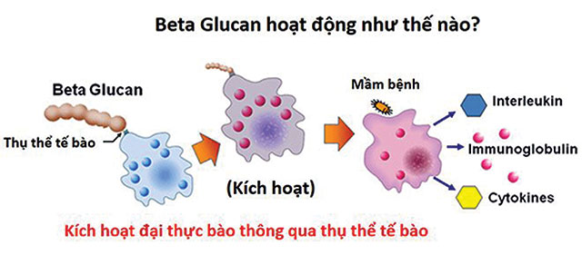 Tại Sao Beta Glucan Cần Thiết Cho Tôm