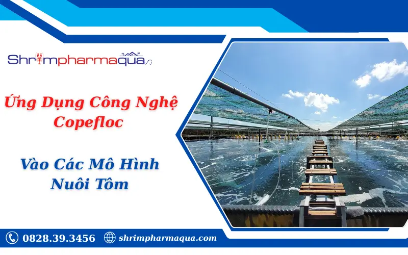 Ứng Dụng Công Nghệ Copefloc Vào Các Mô Hình Nuôi Tôm