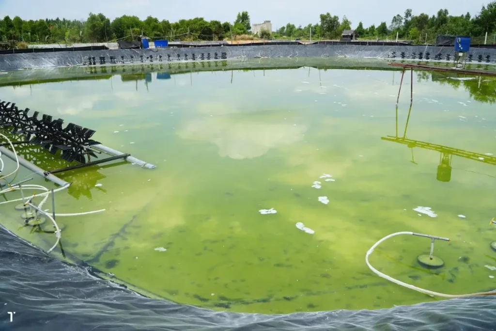 Hiểu rõ về cơ chế gây độc của NH3