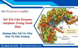 Vai Trò Của Enzyme Amylase Trong Nuôi Tôm: Hướng Dẫn Tối Ưu Tiêu Hóa Và Môi Trường