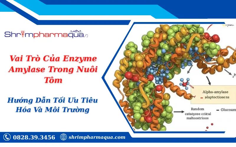 Vai Trò Của Enzyme Amylase Trong Nuôi Tôm: Hướng Dẫn Tối Ưu Tiêu Hóa Và Môi Trường