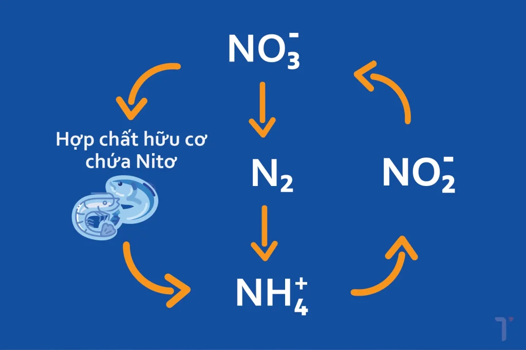 Cách xử lý NH3 trong ao tôm hiệu quả và nhanh chóng